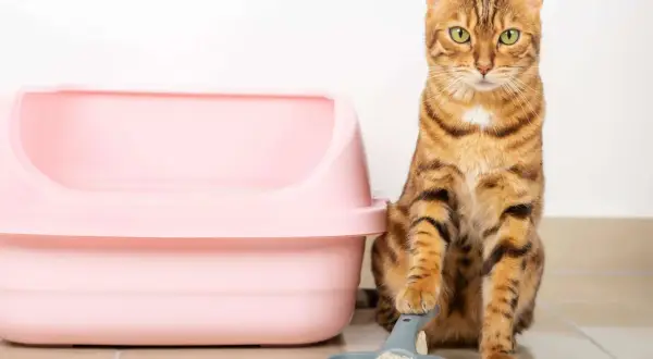 Ein Bengal-Katze sitzt neben einer rosa Katzentoilette und einer Schaufel mit Klumpen. Wie oft gehen Katzen aufs Klo? Das hängt von vielen Faktoren ab.