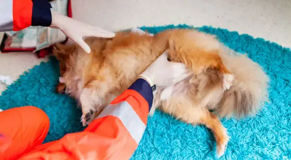 Tierarzt untersucht einen Hund, dessen Kralle blutet.