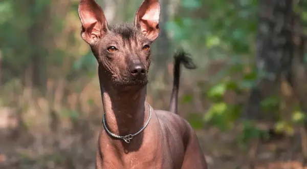 Ein Xoloitzcuintle mit auffälligen, großen Ohren und einem dünnen Fell steht im Wald.