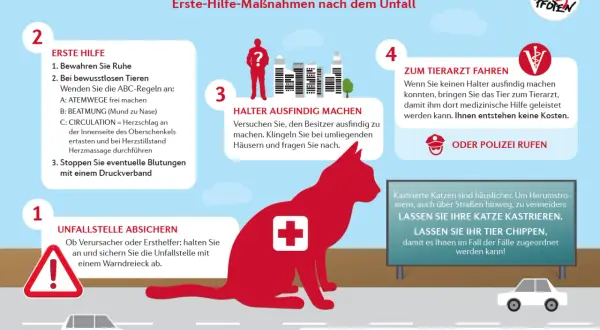 Was tun, wenn eine Katze angefahren wurde? Erste Hilfe: Ruhe bewahren, Tierarzt aufsuchen, Besitzer finden.