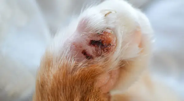 Nahaufnahme einer verletzten Katzenpfote mit einer Wunde, die auf eine verstauchte katze pfote verstaucht hindeutet.