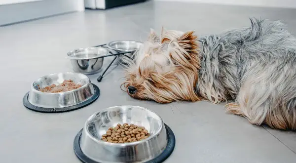 Müder Yorkshire Terrier liegt neben Futternäpfen. Nach dem Erbrechen braucht er Schonfutter.