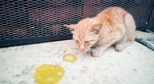 Eine orangefarbene Katze schaut auf gelben Erbrochenen auf dem Boden. Die Katze erbricht braun, was auf ein Problem hindeutet.