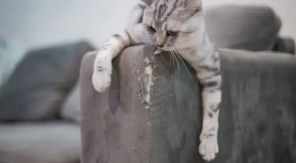 Graue Katze mit Streifen hängt über die Ecke eines Sofas, das sie gerade bearbeitet hat.