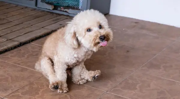 Ein kleiner, flauschiger Hund rutscht auf seinem Po über die Fliesen, die Zunge hängt heraus.