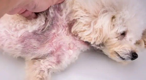 Ein Hund mit roten, gereizten Hautstellen und Krusten, möglicherweise durch Grasmilben verursacht.