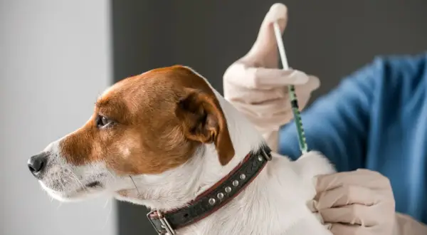 Tierarzt impft Hund gegen Tollwut. Regelmäßige Impfungen sind wichtig, um die Gesundheit Ihres Hundes zu schützen.