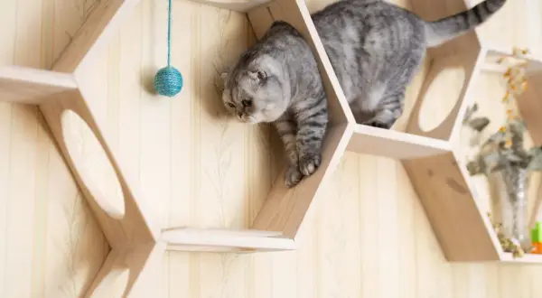Graue Katze erkundet eine selbstgebaute Katzen-Kletterwand aus Holz. Ein Spielzeugball hängt zum Spielen bereit.
