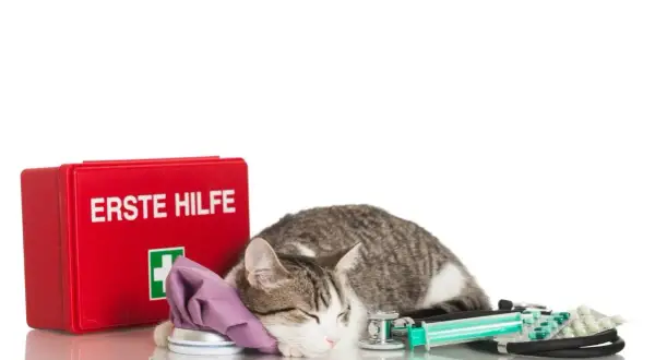 Katze mit Eisbeutel und Erste-Hilfe-Kasten. Ein Stethoskop und Spritze liegen daneben. Die Katze atmet 60 Mal pro Minute.