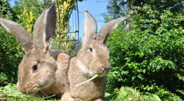 Zwei riesige Kaninchen, die auf einer grünen Wiese sitzen. Ihre deutsche Riesen Haltung ist beeindruckend, mit langen Ohren und einem friedlichen Ausdruck.