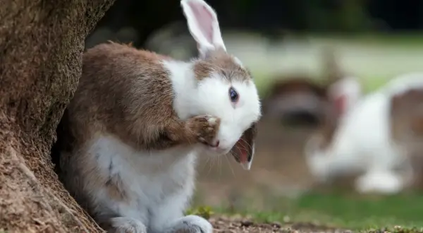 Ein braun-weißer Hase versteckt sein Gesicht hinter der Pfote, als ob er sich schämt, dass sein Fell ausfällt. Im Hintergrund sind weitere Hasen zu sehen.