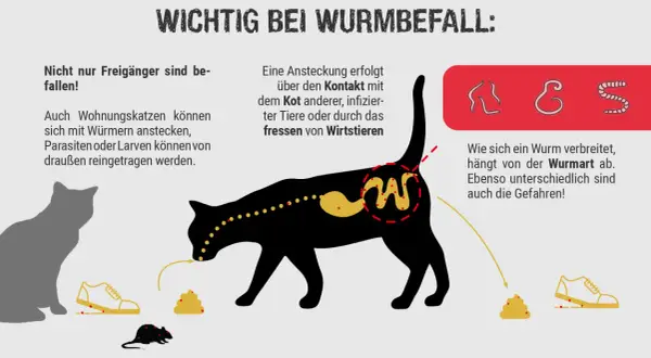 Katzen können sich mit Würmern anstecken. Die Übertragung erfolgt durch Kontakt mit Kot, infizierten Tieren oder dem Fressen von Wirtstieren. Symptome bei Wurmbefall sind vielfältig.