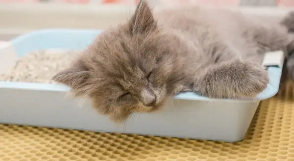 Ein süßes Kätzchen schläft erschöpft im Katzenklo. Es sieht aus, als ob die kleine Katze zum Sterben ins Katzenklo geht, aber es ist nur ein tiefer Schlaf.
