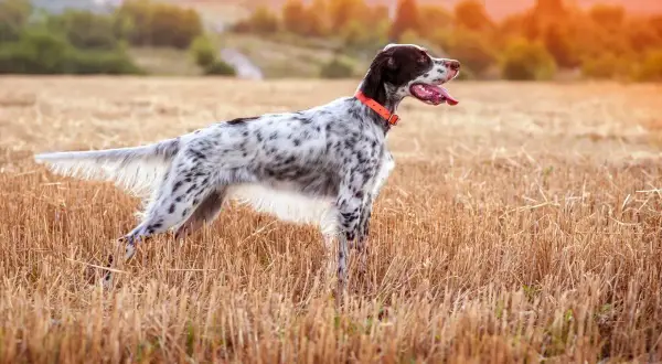 Ein English Setter mit orangefarbenem Halsband steht auf einem abgeernteten Feld.