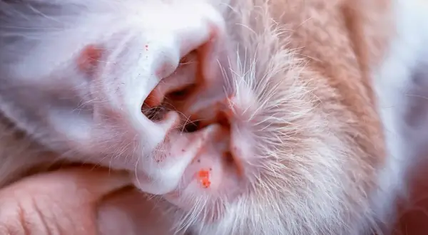 Nahaufnahme eines Katzenohrs mit roten Entzündungen und Schuppen, die auf Milben oder eine andere Hauterkrankung hindeuten.