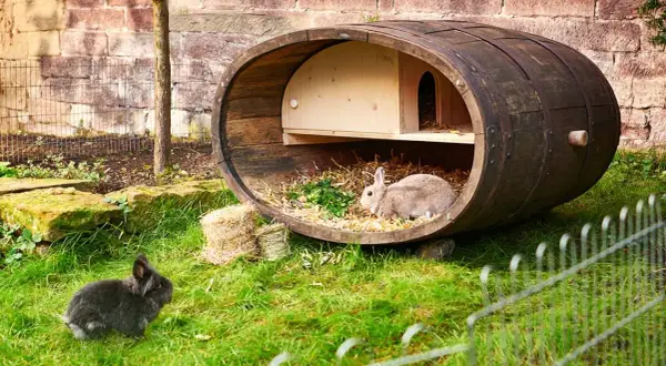 Zwei Kaninchen genießen ihr Zuhause: ein selbstgebauter kaninchenstall innen aus einem alten Fass, mit Stroh und Grünzeug.