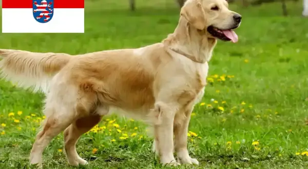 Ein freundlicher golden retriever steht auf einer grünen Wiese mit Löwenzahn. Im Hintergrund die Flagge von Hessen.