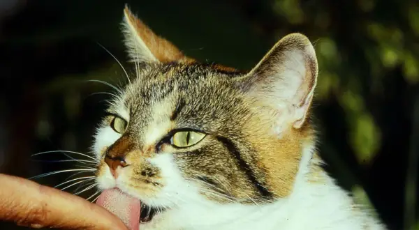 Eine Katze leckt liebevoll einen Finger ab. Ihr Fell ist getigert und weiß, die Augen leuchten grün.