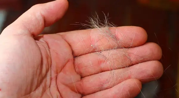 Eine Hand hält eine Ansammlung von Hundehaaren, ein Zeichen für den Fellwechsel.