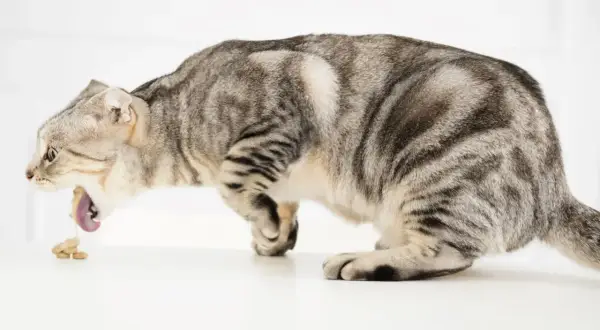 Graue Katze erbricht Futter. Ein Darmverschluss bei Katzen kann eine teure Operation erfordern.