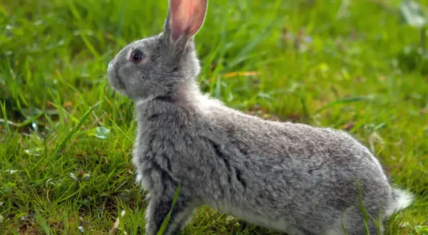 Ein graues Kaninchen sitzt im grünen Gras. Es spitzt die Ohren und lauscht aufmerksam. Vielleicht fragt es sich, warum klopfen Hasen?