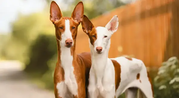 Zwei Podenco-Mix-Hunde mit aufmerksamen Ohren stehen nebeneinander. Ihr Wesen ist neugierig und wachsam.
