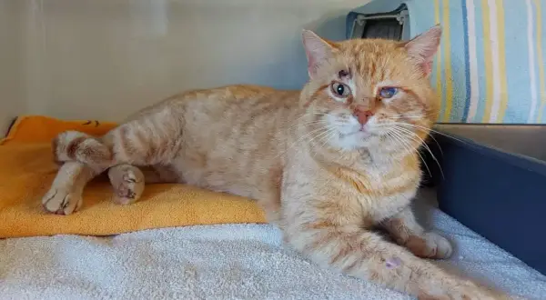 Ingeschnitzte Wunden und ein trübes Auge deuten auf FIV-Katze-Symptome hin. Die orange getigerte Katze liegt auf Handtüchern.
