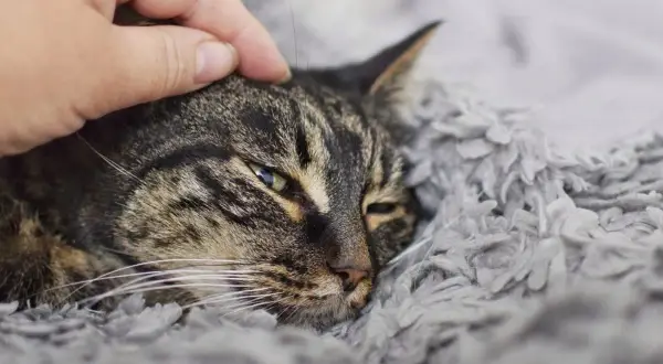 Sanfte Hand streichelt eine Katze, die in einer weichen Decke liegt. Die Katze wirkt schwach, vielleicht im Endstadium einer Pankreatitis.