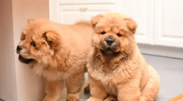 Zwei flauschige Chow Chow kurzhaar Welpen, einer sitzt, der andere schaut um eine Ecke.
