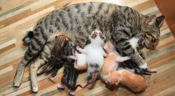 Mutterkatze mit ihren neugeborenen Kätzchen, die trinken. Ein Zeichen für die Geburt einer Katze.