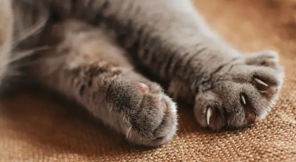 Nahaufnahme von zwei flauschigen Katzenpfoten, die auf einem braunen Teppich liegen. Die Krallen sind ausgefahren, bereit zum Kratzen oder Klettern.