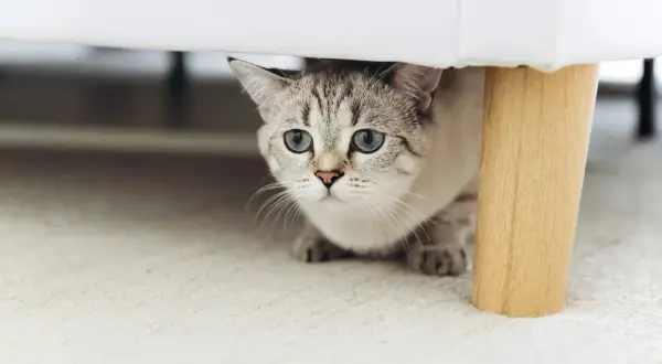 Eine scheue Katze mit blauen Augen schaut unter ein Sofa. Sie zieht gerade ein und erkundet ihr neues Zuhause.