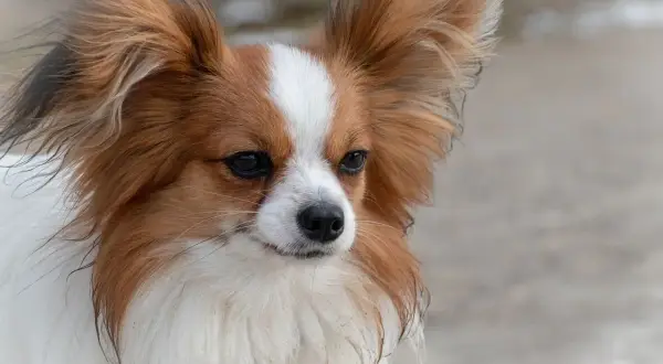 Ein kurzhaar Papillon Hund mit aufmerksamen Augen und großen, geflügelten Ohren blickt nach rechts.