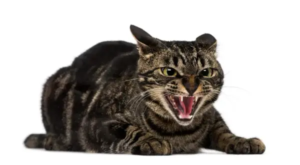 Eine getigerte Katze faucht sich an, mit weit geöffnetem Maul und sichtbaren Zähnen. Sie ist bereit, sich zu verteidigen.