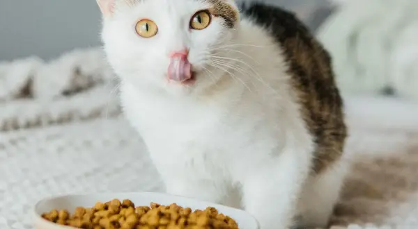 Eine Katze mit gelben Augen leckt sich die Schnauze über einem Napf mit Futter. Diese Katze hat immer Hunger!