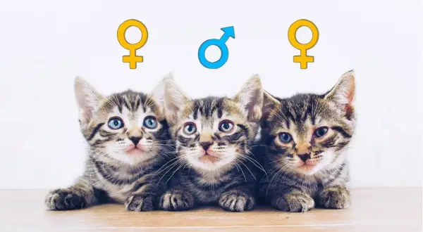 Drei süße Kätzchen liegen nebeneinander. Über ihnen sind Symbole für weiblich und männlich angebracht, die helfen, das kitten geschlecht erkennen zu lassen.