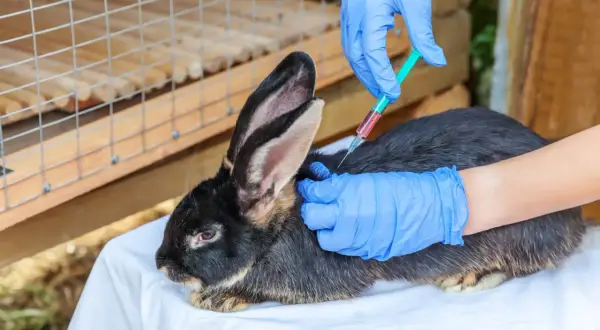 Tierarzt impft Kaninchen. Die Impfung von Kaninchen ist wichtig, um Krankheiten vorzubeugen. Die Kosten für die Impfung sind überschaubar.