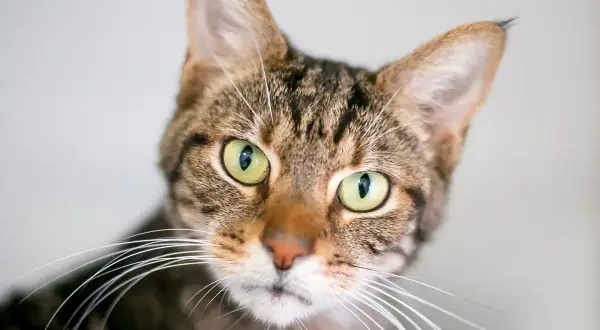 Eine getigerte Katze starrt mich mit ihren großen, grünen Augen an. Ihre Schnurrhaare sind weit ausgebreitet.