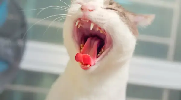 Eine Katze gähnt herzhaft und zeigt ihr rotes Zahnfleisch und spitze Zähne.