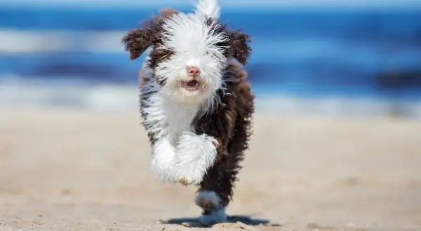 Ein fröhlicher spanischer Wasserhund-Welpe rennt über den Strand, das Meer im Hintergrund.