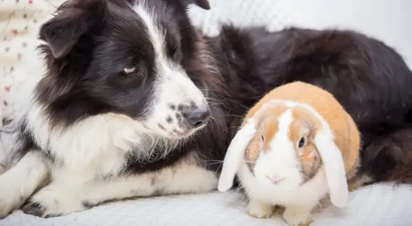 Ein Border Collie liegt neben einem niedlichen Kaninchen. Die beiden scheinen beste Freunde zu sein.