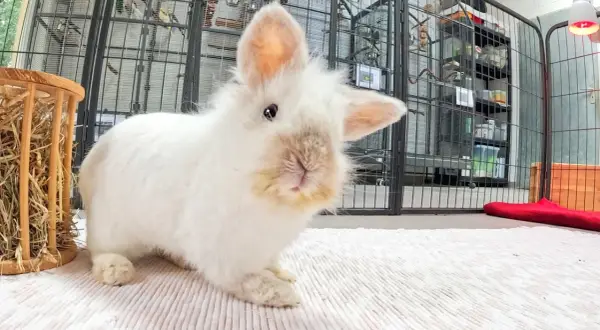 Ein flauschiges, weißes Kaninchen mit einem leicht zur Seite geneigten Kopf und einem neugierigen Blick. Im Hintergrund sind Vogelkäfige und Regale zu sehen.