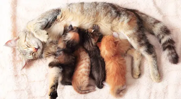 Eine Katze mit vier winzigen Kätzchen, die an ihr trinken. So viele Babys bekommen Katzen manchmal!