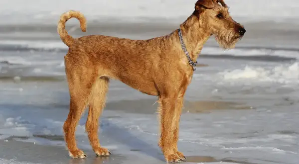 Ein stolzer Irish Terrier steht auf Eis. Sein rotes Fell leuchtet in der Wintersonne, während er aufmerksam in die Ferne blickt.
