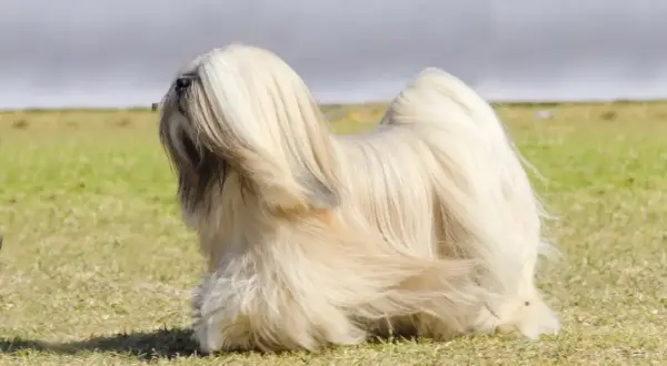 Ein eleganter Lhasa Apso mit langem, hellem Fell steht auf einer grünen Wiese. Sein Fell weht leicht im Wind.