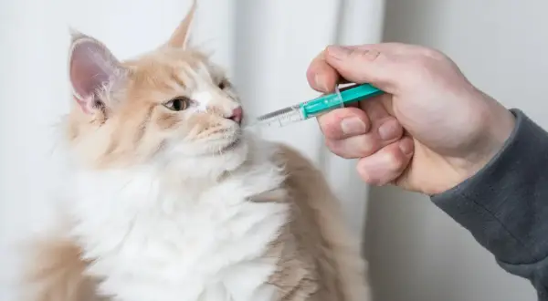Eine Hand gibt einer flauschigen Katze mit einer Spritze Flüssigkeit. Die Katze schaut neugierig.