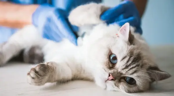 Tierarzt untersucht Katze mit blauen Augen. Ein Knubbel unter der Haut wird ertastet.