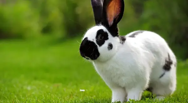 Ein schwarz-weißer Hase steht im grünen Gras. Er ist noch jung, denn deutsche Riesen sind ausgewachsen etwa 6-8 kg schwer.