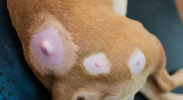 Hund mit Hautveränderungen, möglicherweise Mastzelltumor Grad 1. Die Lebenserwartung hängt von vielen Faktoren ab.