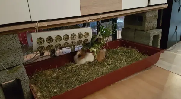 Zwei Zwergkaninchen genießen ihre Zwergkaninchen Haltung Wohnung in einem geräumigen Gehege mit viel Heu.